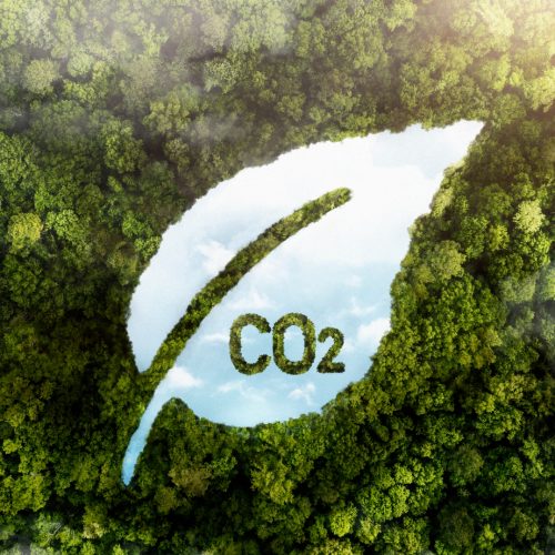 view-green-forest-trees-with-co2